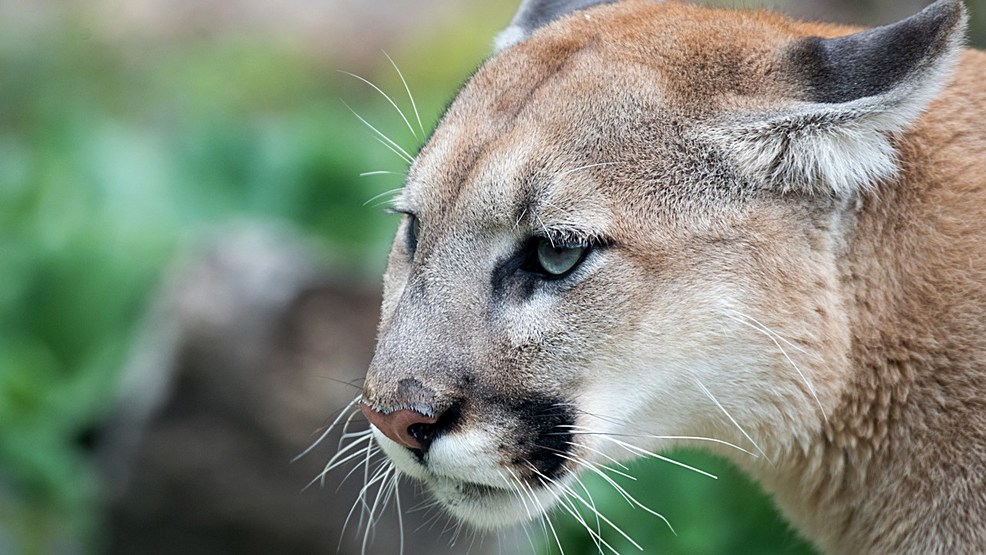 Mountain lions may reappear in Missouri KRCG