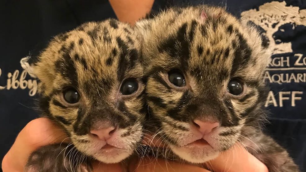 PHOTOS: Pittsburgh Zoo introduces pair of clouded leopard cubs | WJAC