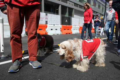 washington nationals dog jersey