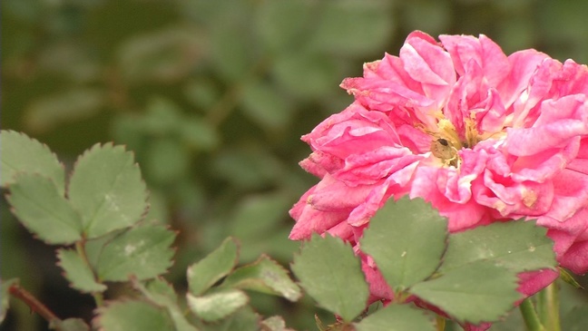 Sprucing up your lawn before selling your home