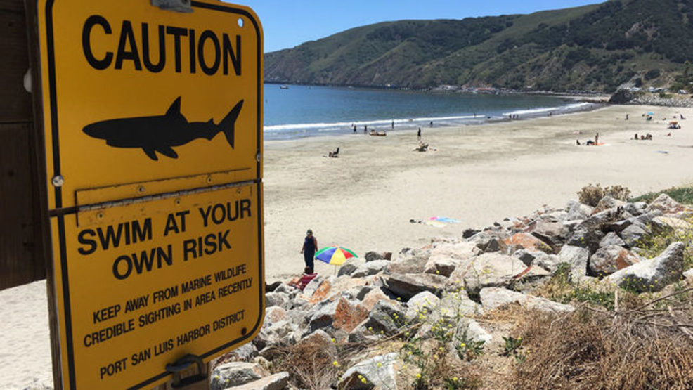 Avila Beach visitors warned of Great White Shark sighting KMPH