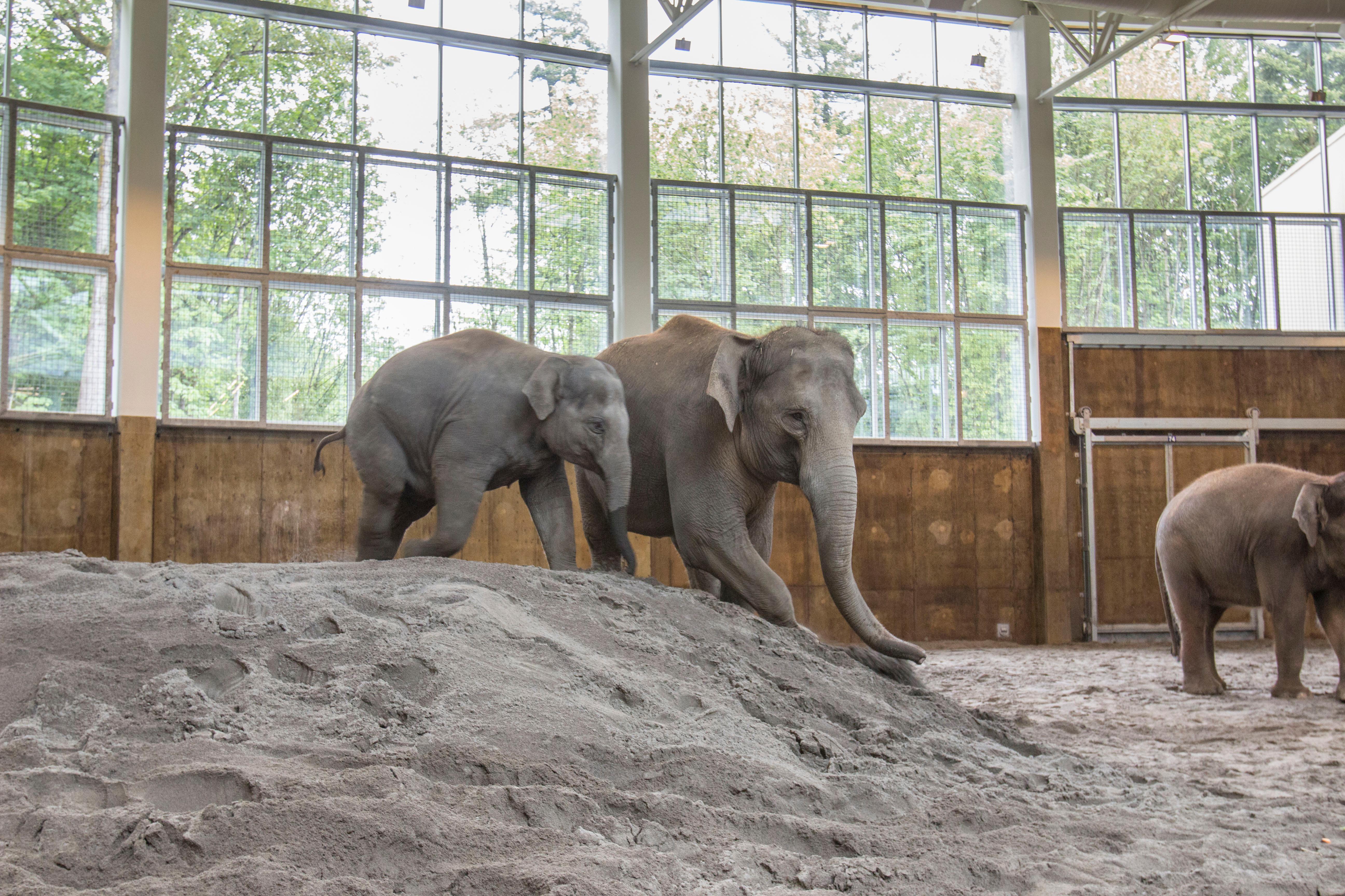 Elephant Lands at Oregon Zoo opens to pachyderms, people | KVAL