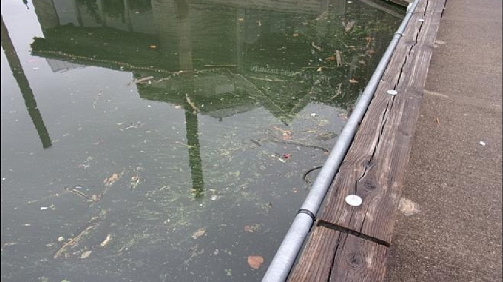 Health advisory Officials confirm algae in Willamette River is toxic