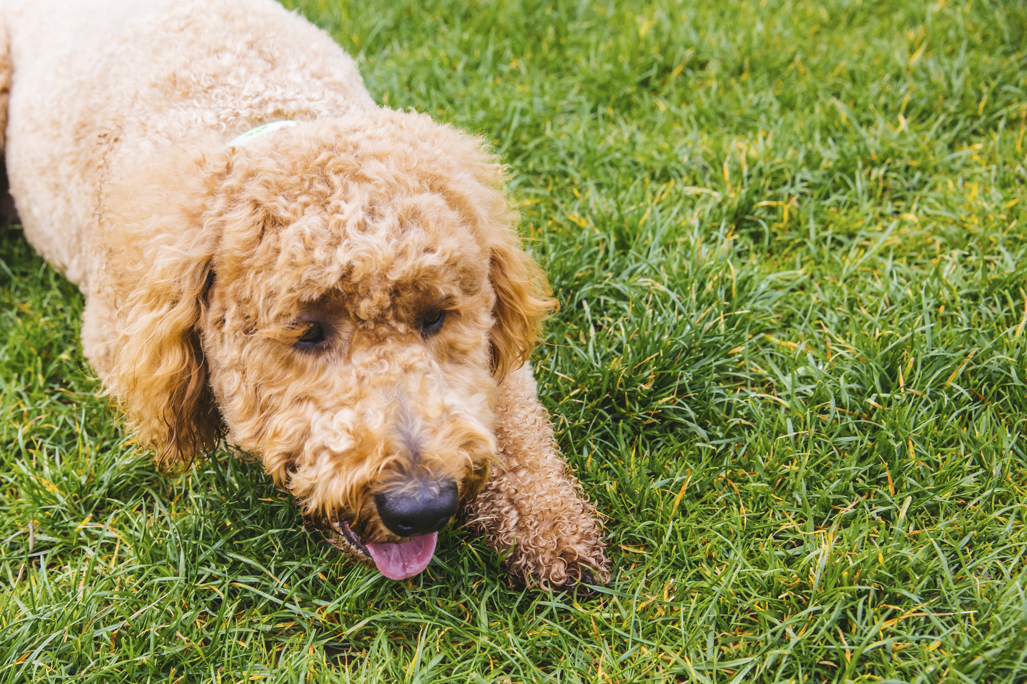RUFFined Spotlight Rosie the GoldenDoodle Seattle Refined