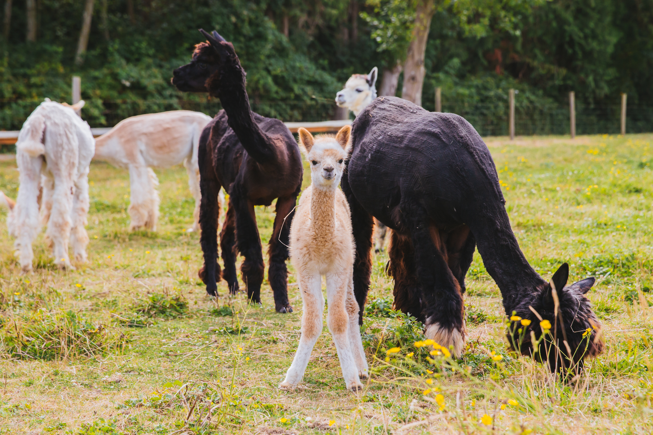 RUFFined Spotlight Solcita & Lana Linda the Baby Alpacas Seattle Refined