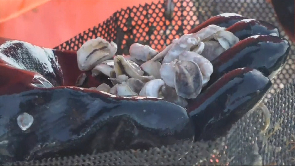 Shellfish harvested from RI waters test negative for toxins WJAR