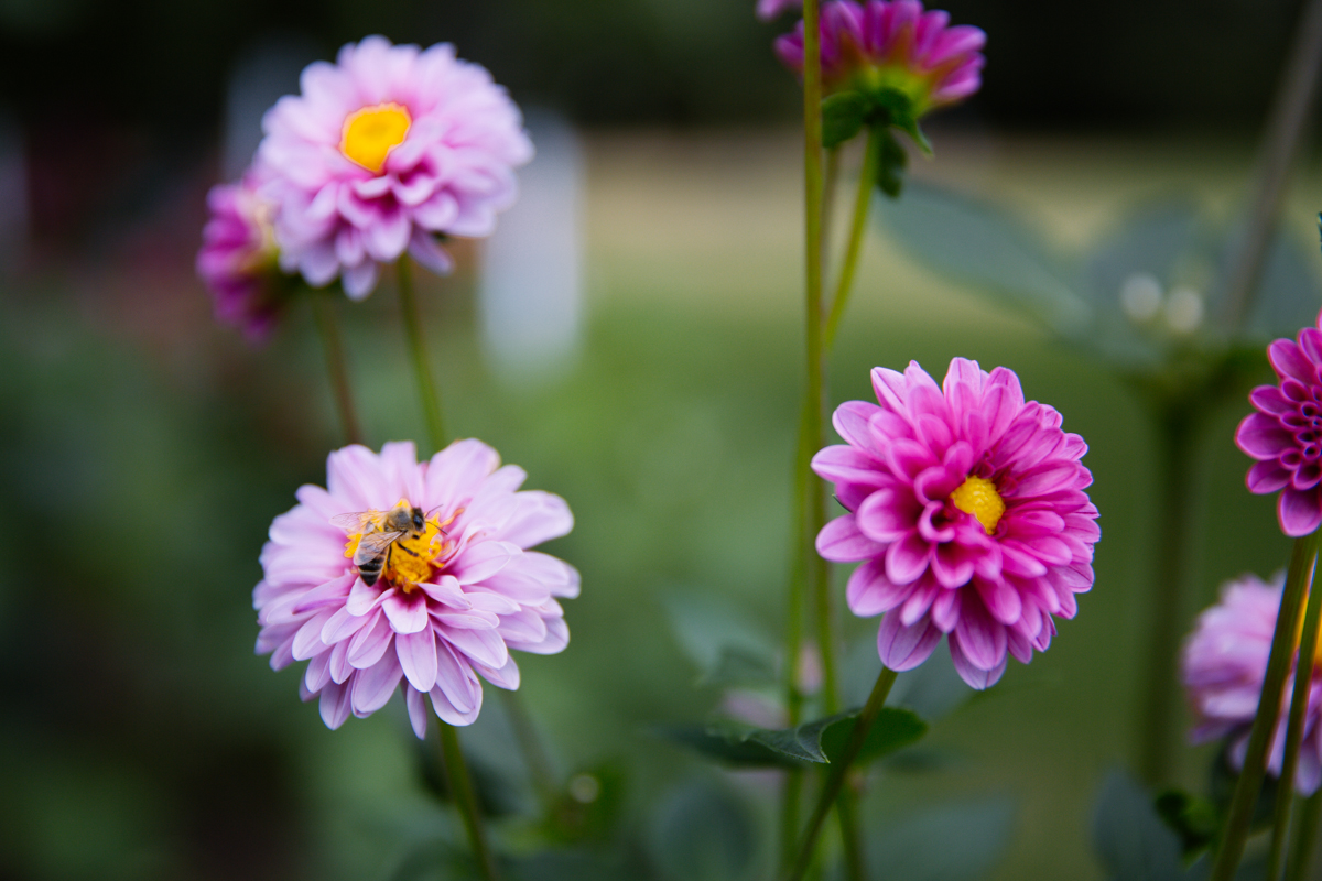 A closer look at Seattle's official flower Seattle Refined