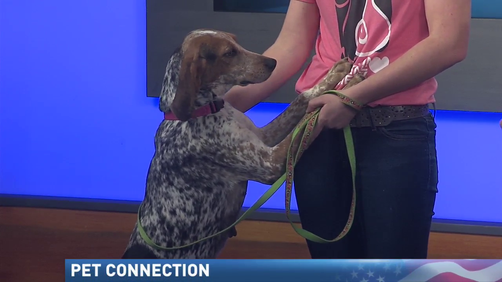 (image: WPMI) Greer's Pet Connection: Rin poster_c1137c0edeaf480e8db0cf3500f52a72.png