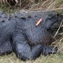 "New level of stupid:" Tourists harass South Carolina alligator by throwing carrots