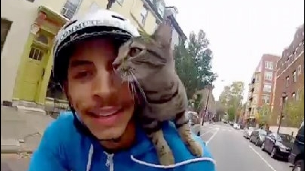 130404_cat_Shoulder.jpg