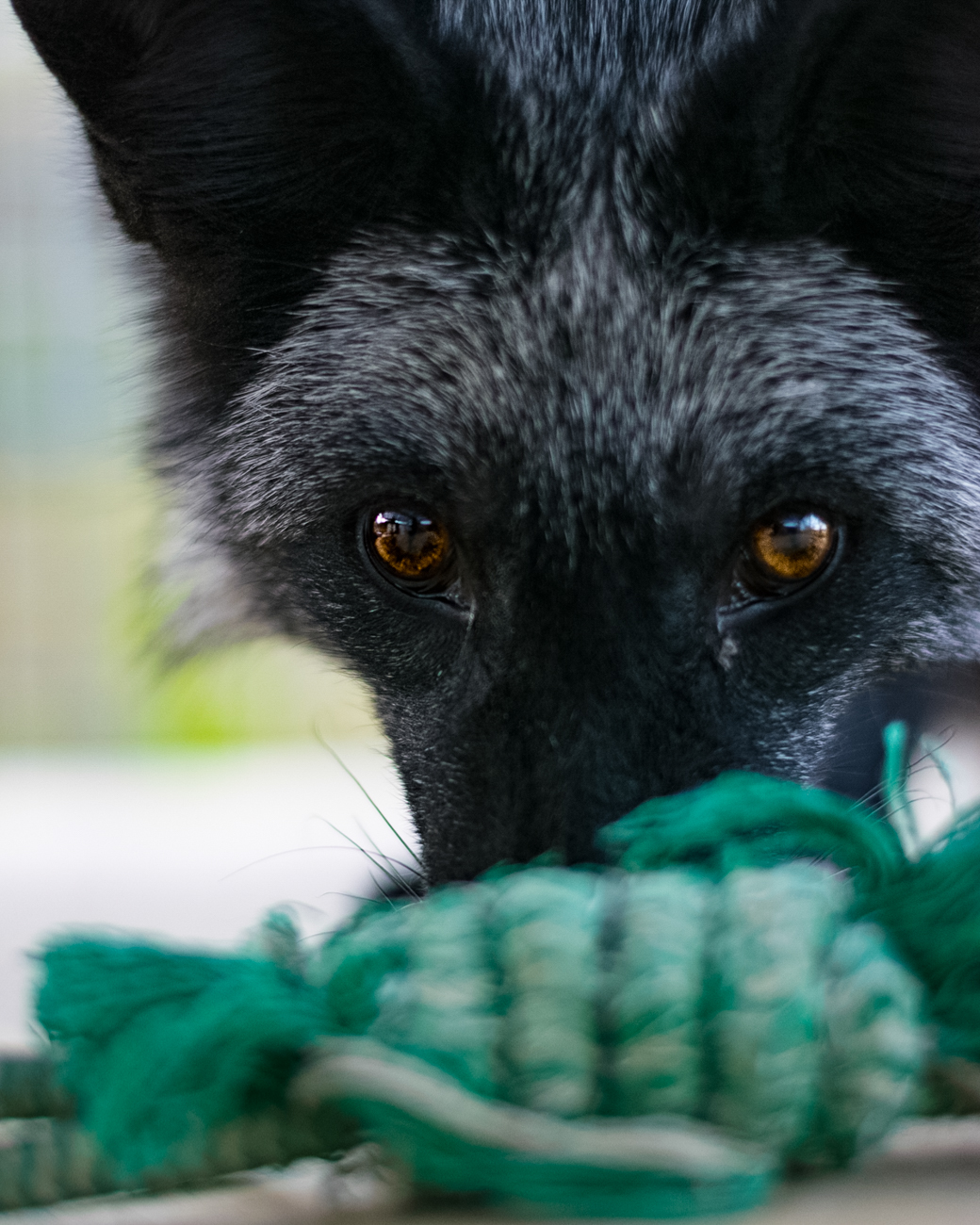 20 Incredible Photos Of The Animals At Red Wolf Sanctuary | Cincinnati