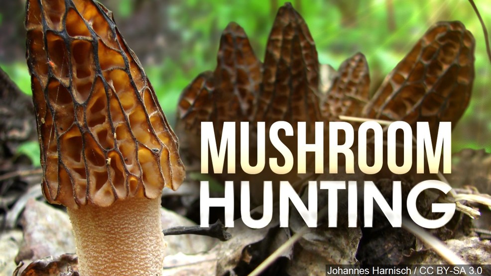 Hunting for mushrooms this spring in the TriStates KHQA
