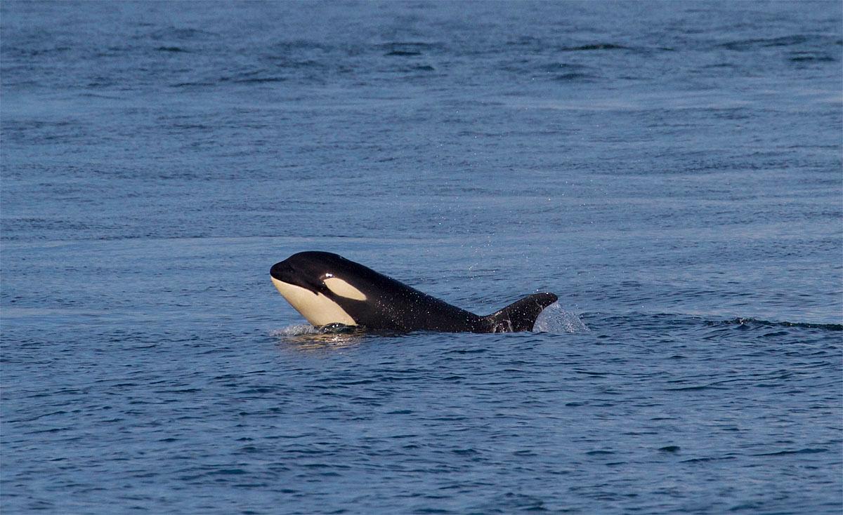 Photos 'The Kids are Alright' 8 killer whale calves doing well KOMO