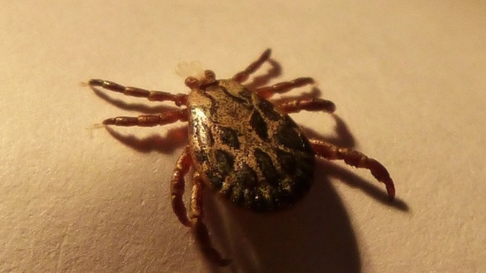 Constant heavy rain gives ticks in Oklahoma an ideal environment to