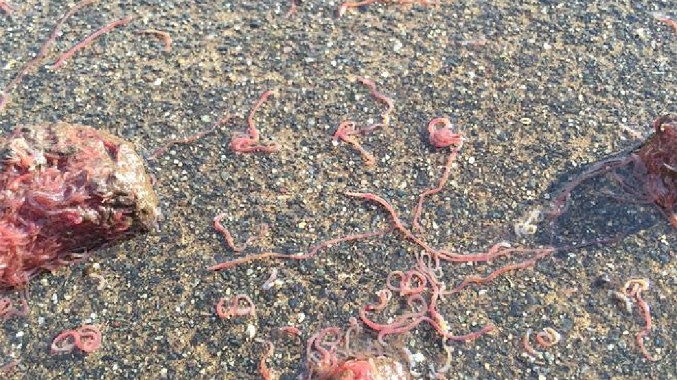 Slimy mystery Thousands of worms cover Auburn sidewalk after rainstorm