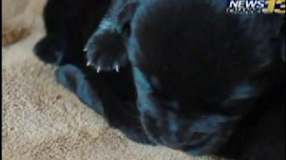 140207_breast_dog.jpg