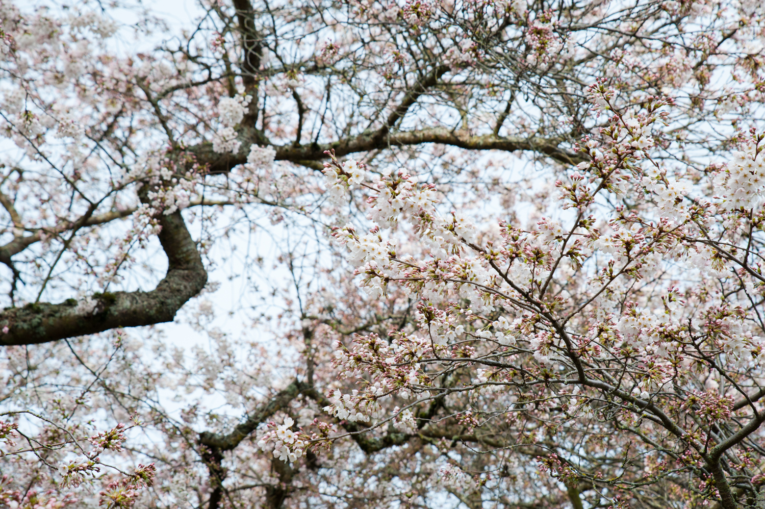 Photos: U.W. Cherry Blossoms Hit Peak Bloom, Draw No Crowds At All ...