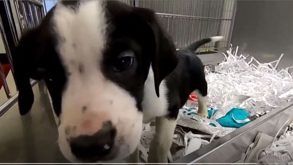 CDC releases new guidelines for pet owners and COVID19 WPDE