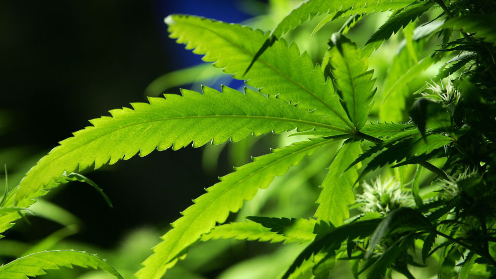 DEA: Hemp rules raises concerns among the CBD industry image