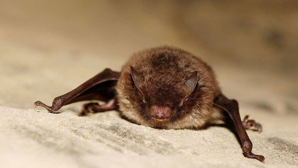 Rabid bat found on sidewalk in Ballard picked up by woman with bare hands, officials say - KOMO News thumbnail