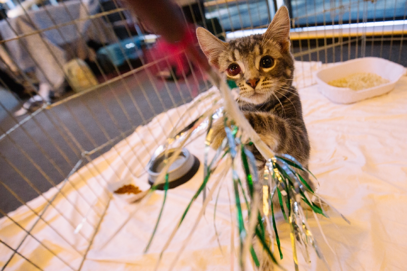 Photos A Purrfect day as Seattle City Hall Kitty Hall