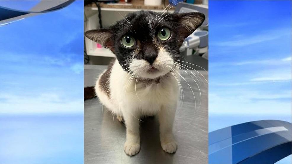 Rescued cat gains viral attention for resemblance to 'Baby ...