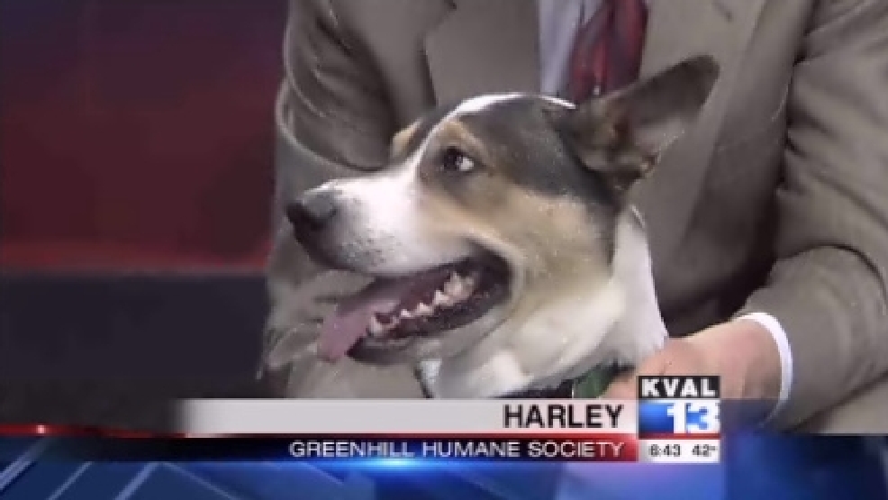 pet_harley.jpg