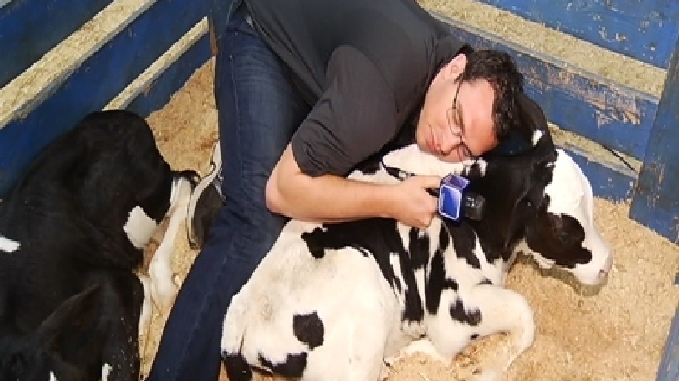 Cow%20Tease(2).jpg