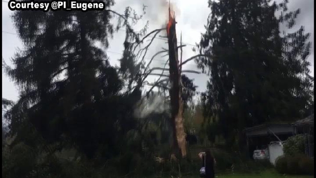 Video shows tree on fire after struck by lightning in Springfield