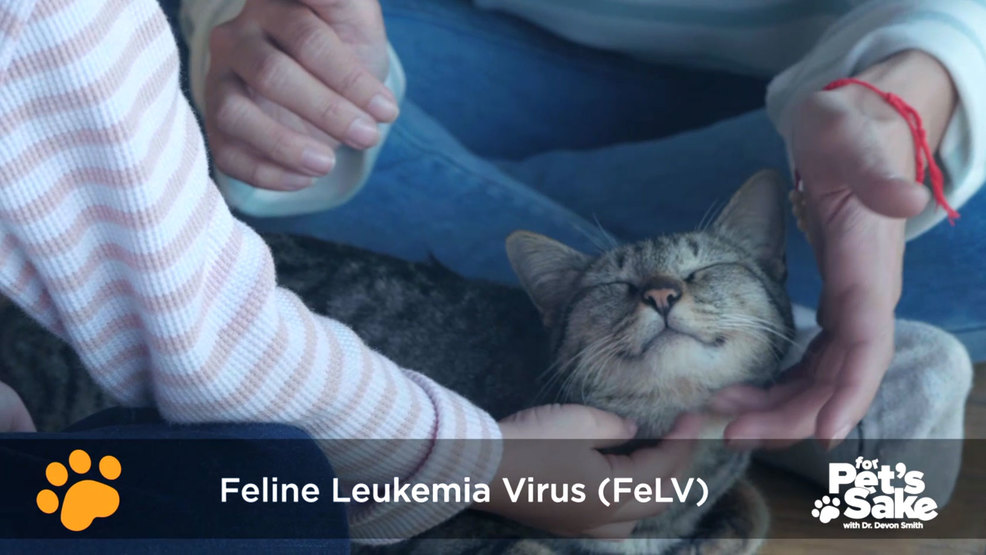 Kittens should be tested for Feline Leukemia Virus (FeLV) WLUK