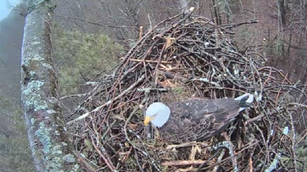 WATCH LIVE Bald eagles nesting in Michigan WJLA