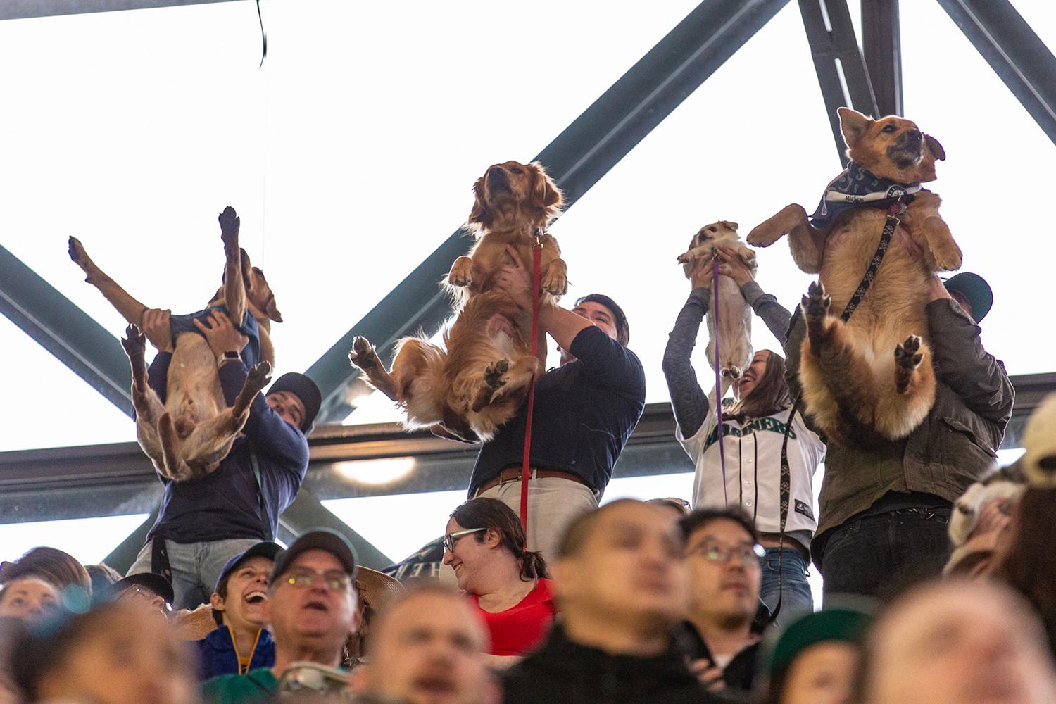 Photos Dogs steal the spotlight at Mariners' first Bark at the Park of the season Seattle Refined