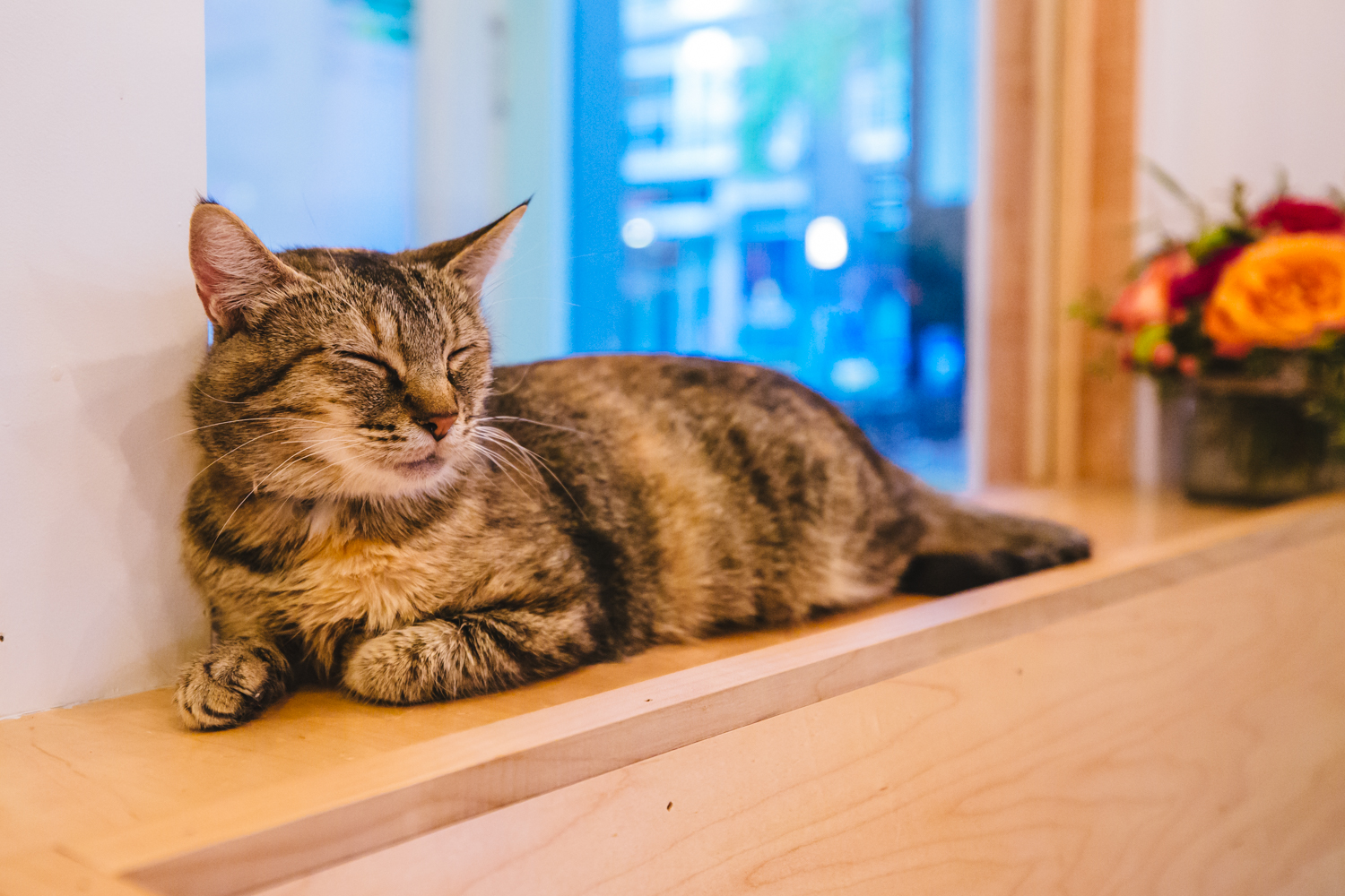 After almost two years, NEKO Cat Café is now open on Capitol Hill Seattle Refined