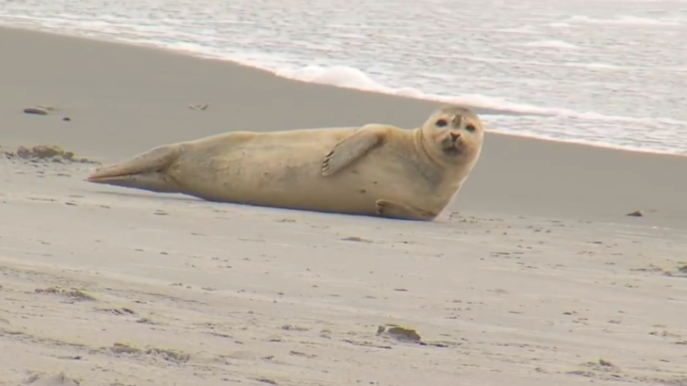 REPORTS Harbor seal's flipper bitten by shark WEAR