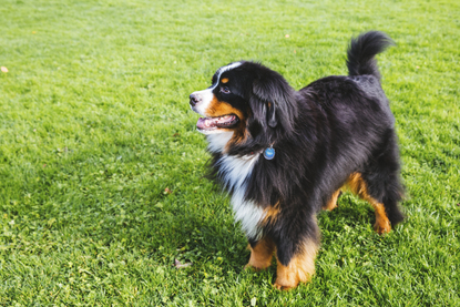 bernese mountain dog cavalier mix