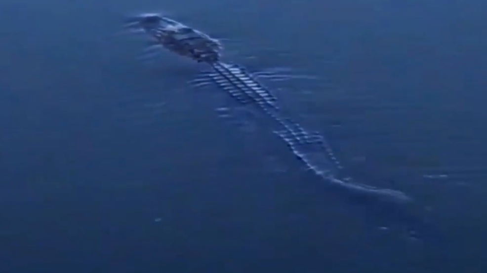 CAUGHT ON CAMERA Creature lurking in the waters of Lay Lake WBMA