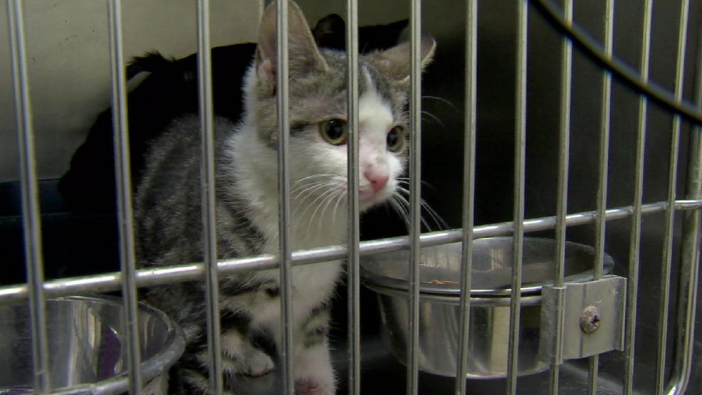 SPCA Cincinnati opens new feline facility Kitty City WKRC