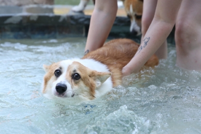 corgi in water
