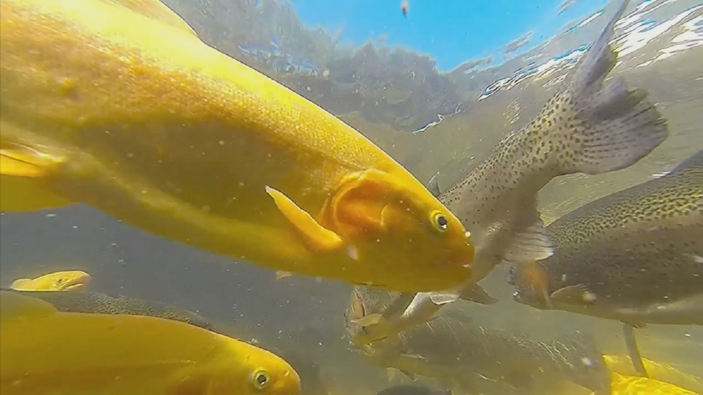 WV Wildlife Trout Hatchery Spawning WCHS