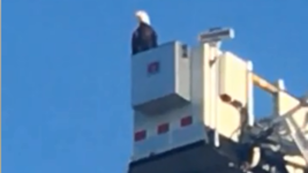 Bald eagle lands on fire truck during Sept. 11 tribute | KVII