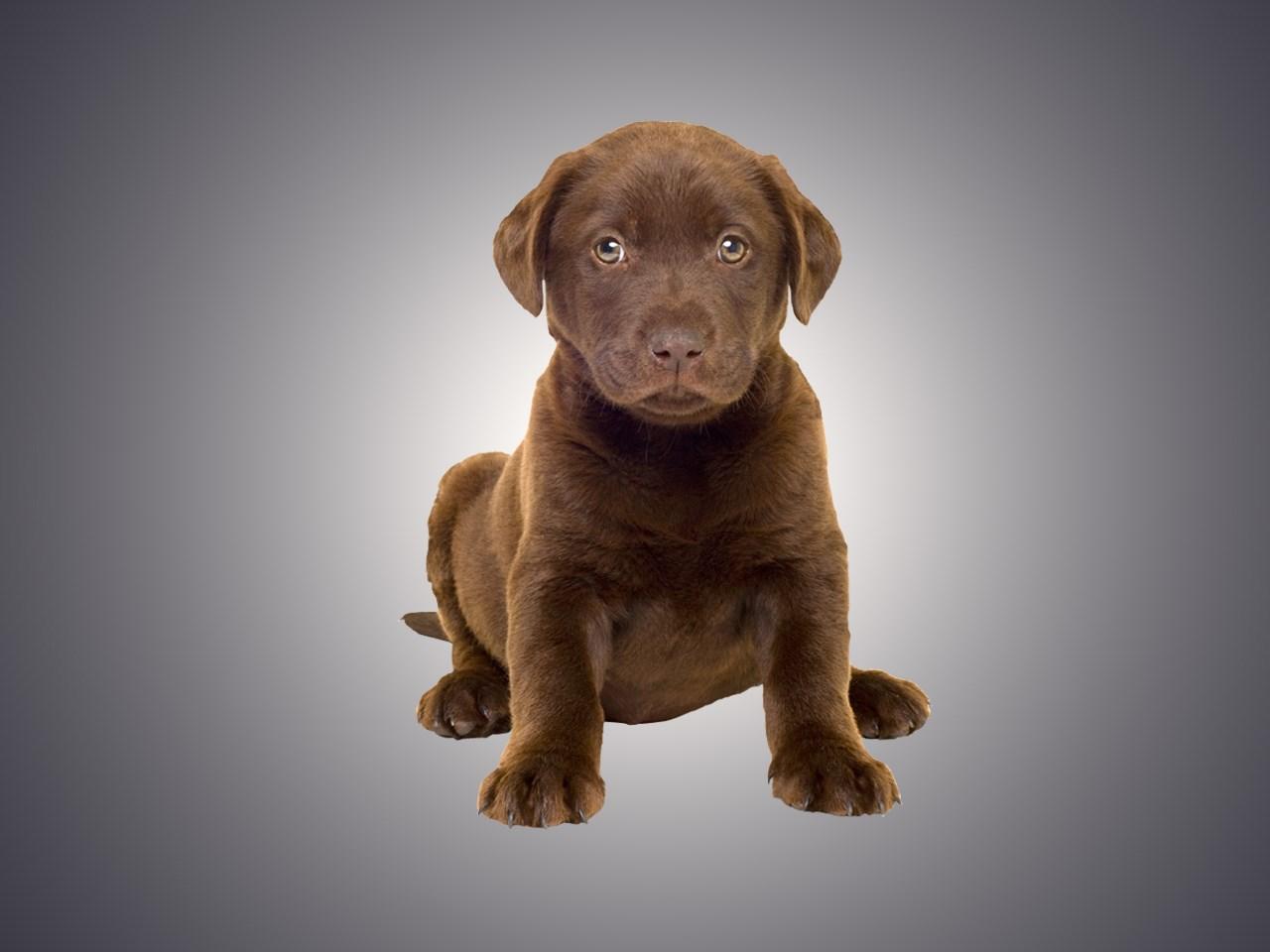 labrador retriever most pup-ular us dog breed for 28th year | wt