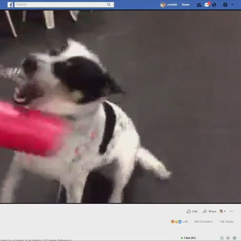 academy of k9 behavior