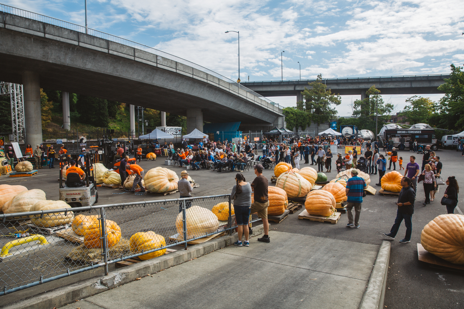 Photos Farmers bring giant pumpkins to Elysian's Great Pumpkin Weigh