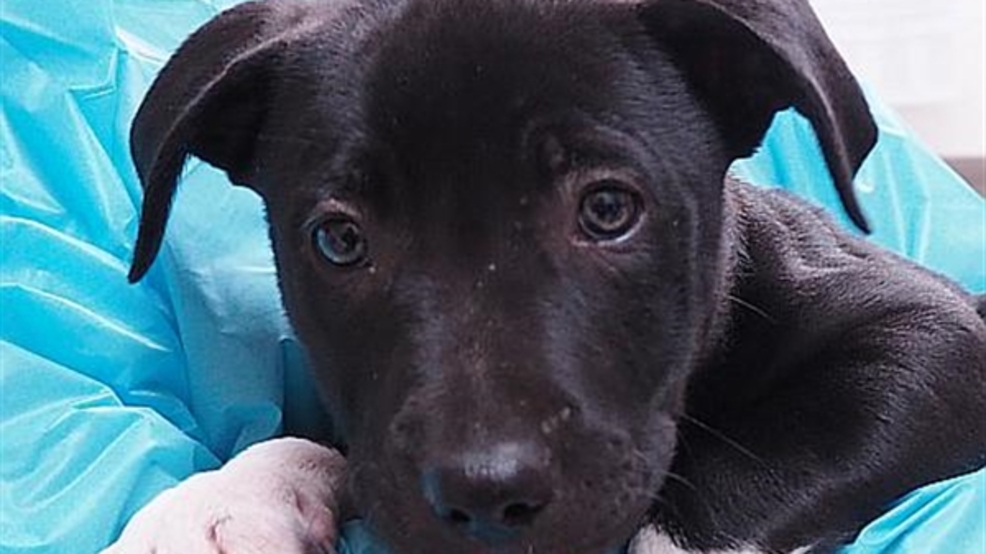 Oregon Humane Society Offers 100 Off Dog And Puppy Adoptions For 