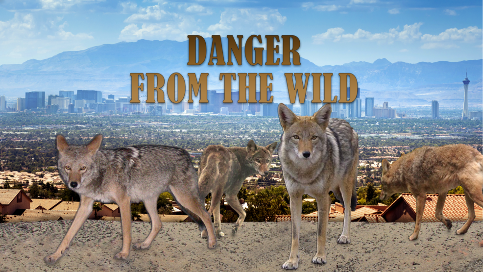 Benefits Of Coyotes In Neighborhoods