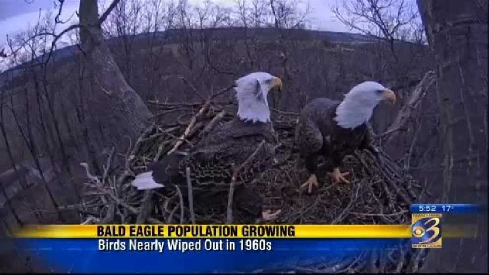 Bald eagle population soaring again in U.S., creating other issues | WWMT