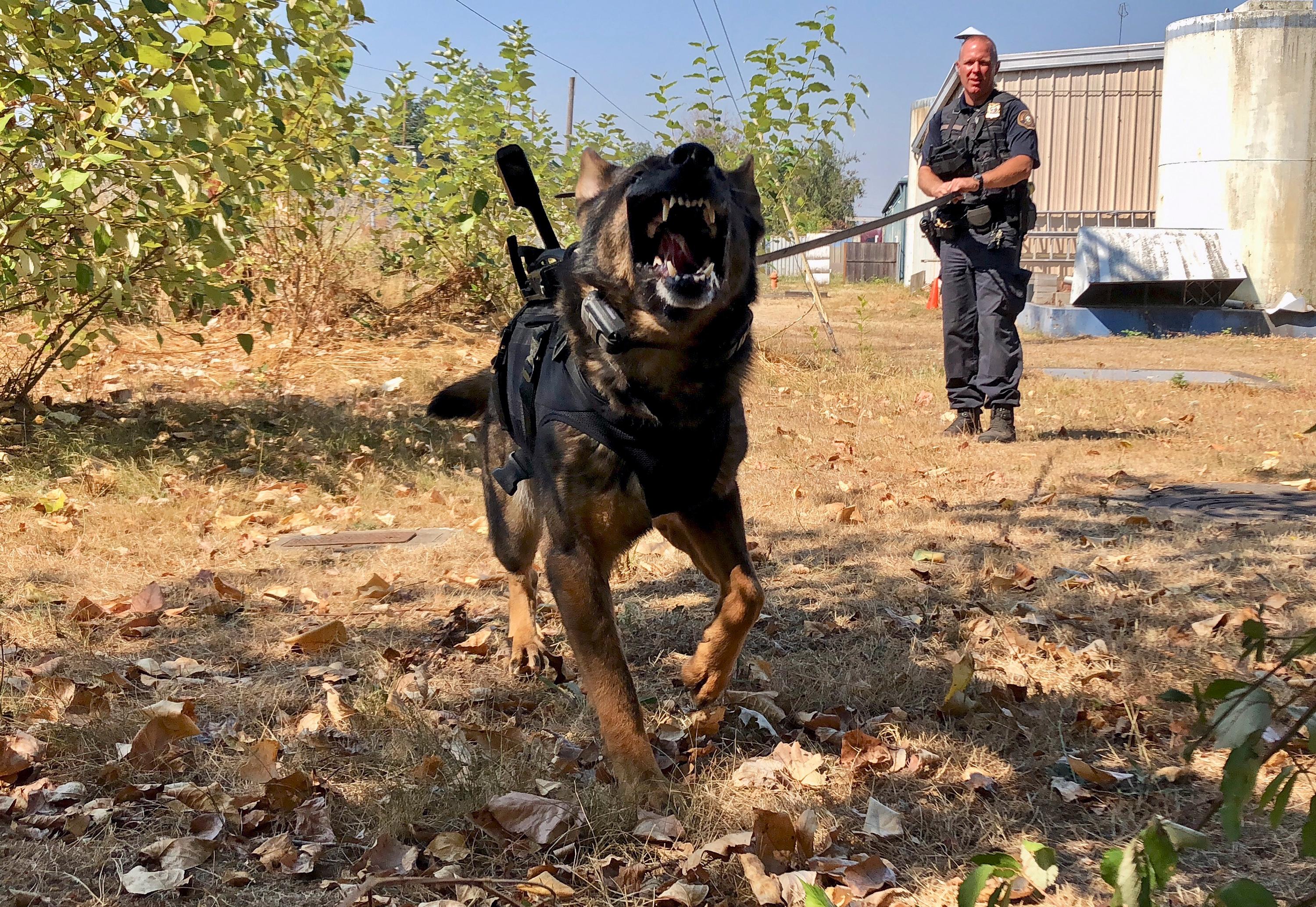 police k-9 officer shawn gore gives commands to police dog jasko