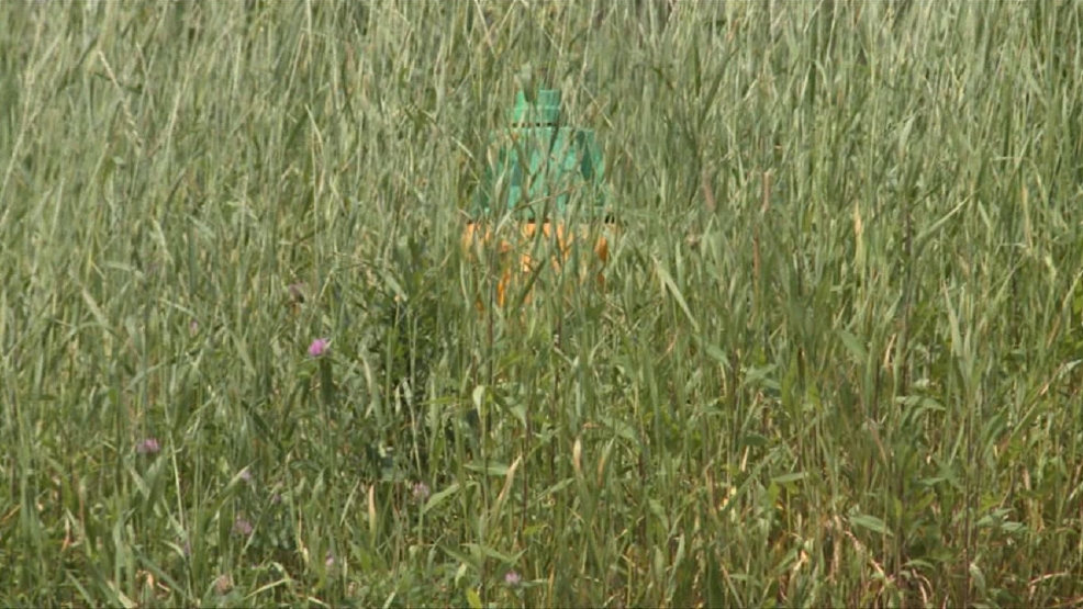 Overgrown Lawns Are a Costly Safety Concern | KDSM