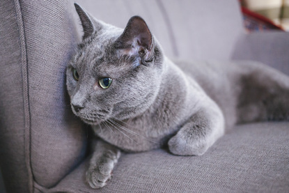 Ruffined Spotlight Veronica Matilda The Russian Blues Komo