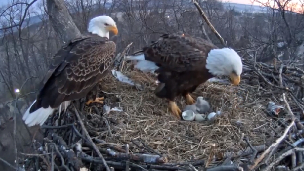 Baby bald eagle dies on nest cam livestream days after hatching | WJAC